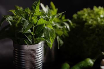Spicy herbs on a dark background