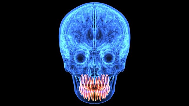 3d illustration human body brain and skeleton anatomy parts