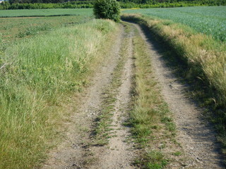Obraz premium trail in a green field and nature