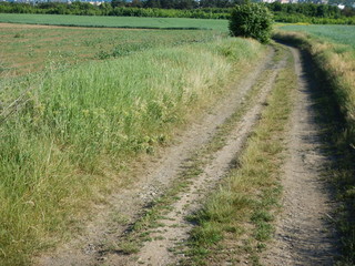trail in a green field and nature