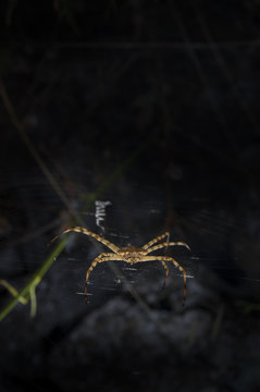 Örümcek, örümcek ağı