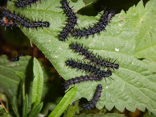 detail of a black worms on a nettle leaves
