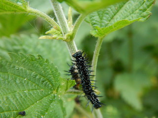 detail of a black worms on a nettle leaves