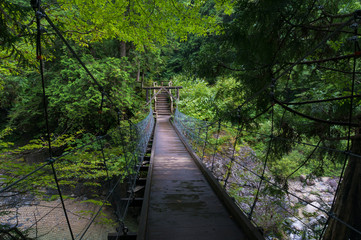 Fototapeta premium Suspension bridge in the forest landscape