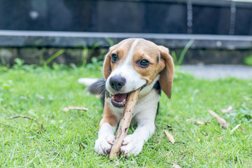 Cute puppy breed beagle dog on a natural green background. Tropical island Bali, Indonesia.