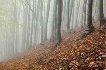 Mystic morning foggy forest landscape
