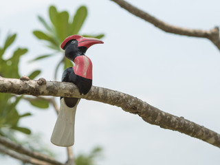 Hornbill Doll