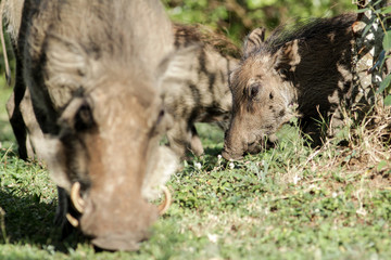 Warthog family and piglets in a South African game reserve