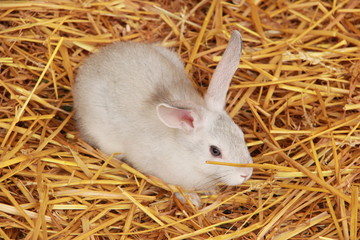 B&eacute;b&eacute;s lapins