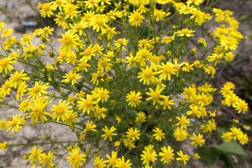 Yellow flowers on a green bush in a field.