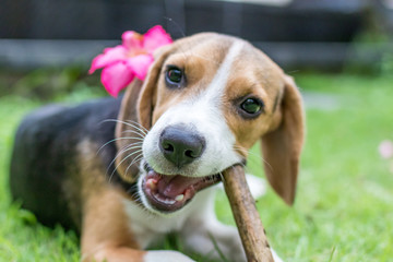 Cute puppy breed beagle dog on a natural green background. Tropical island Bali, Indonesia.