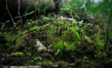  green moss