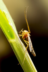 The common house mosquito (Culex pipiens)