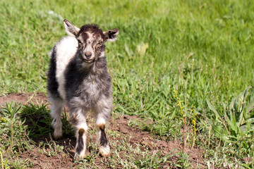 One little kid goat is grazing on the grass