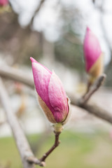 Magnolia flowers and buds on beautiful background