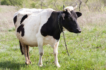 Black and white cow grazes on a meadow in the village