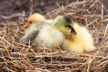 Two little domestic gosling in straw nest