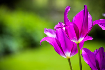 Purple Tulips in May