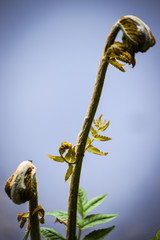 Solitary Fern