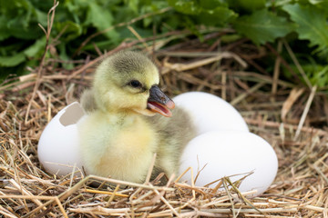 Cute little domestic gosling with broken eggshell and eggs in straw nest