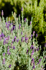 Sunny blurry love heart draw over foggy window surface background