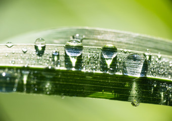 Morning dew water drops on grass leaf in golden hour light