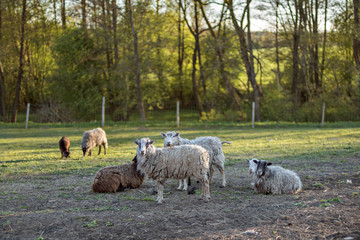 A herd of lambs is grazing on the farm