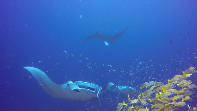 Manta ray relax in striped snapper school fish seabed underwater in ocean. Sea dweller in search of food. Stingray feeds on mollusks and small fish. Diving in marine life. Unique background.