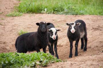 Three young black lamb playing on pasture