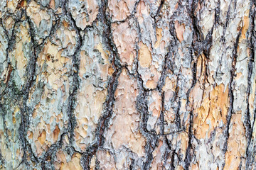 Beautiful texture bark of a perennial tree