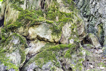 Old bridge in the back of the park