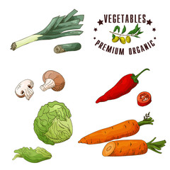 Vector vegetable element of leek, mushroom, chilli, iceberg lettuce, carrot. Hand drawn icon with lettering. Food illustration for cafe, market, menu design.
