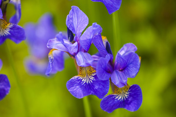 violet iris