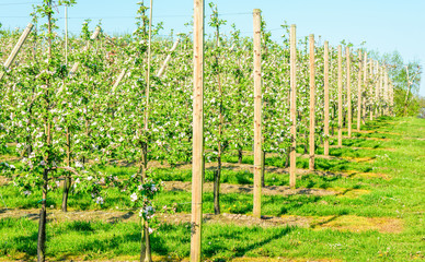 Trellis at an apple orchard, supporting the trees that are in bloom.