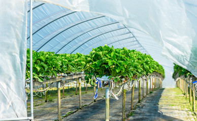 Strawberry plants in bloom inside an open plastic tunnel tent