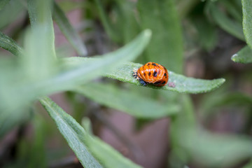 Métamorphose coccinelle