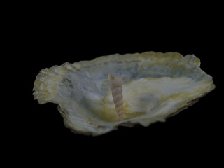 White sea snail stand over a oyster shell.