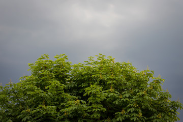 treetop of a chestnut, thunderstorm, dark sky, dark clouds in the background