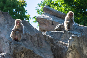 Fototapeta premium Japanese macaque - ニホンザル４
