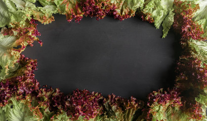 Fresh Red Oak vegetable on black background with space for you text