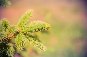 Fir tree brunch close up. Shallow focus. Copy space