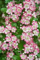pink apple blossoms