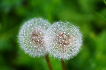 Double fluffy blowball (clock) of dandelion flower with blurred green meadow background during summer in Germany. Shallow focus background.