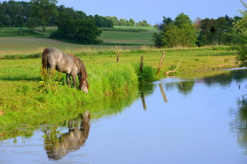 Abends am Fluss, graues Pony grast am Ufer eines Flusses