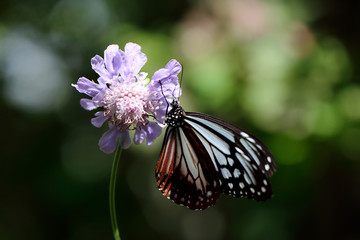 マツムシソウに止まるアサギマダラ