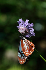 マツムシソウに止まるアサギマダラ