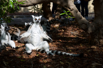 Ring-tailed Lemur