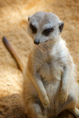 Meerkat in a zoo