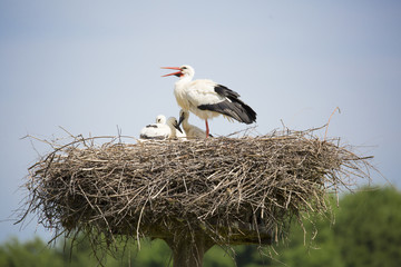 Famille de cigognes au nid