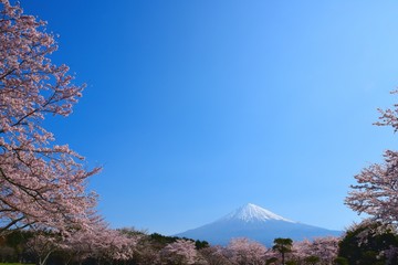富士山と桜
